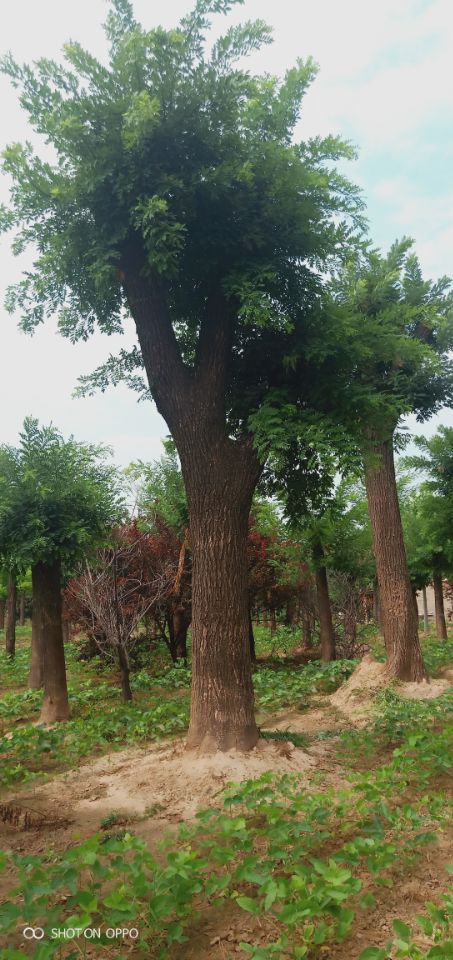 【8公分五角楓鑄造苗木界輝煌】-