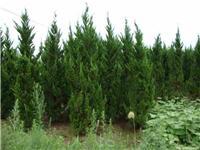 找鄢陵河南檜的苗木價(jià)格價(jià)格、圖片、詳情,上一比多_一比多產(chǎn)品庫