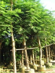 綠化苗木產品清單 - 第241頁苗木精選