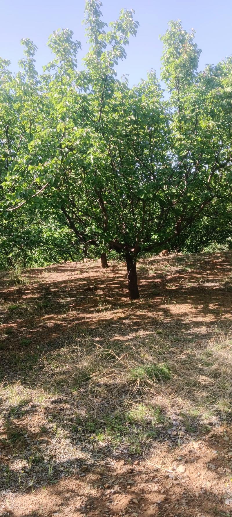 全網(wǎng)尋覓苗木有緣人，優(yōu)質(zhì)山杏樹大量現(xiàn)貨，規(guī)格齊全，共繪花卉種植新藍(lán)圖