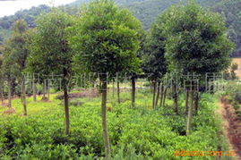 陳向前林業(yè)綠化苗木產(chǎn)品全覽